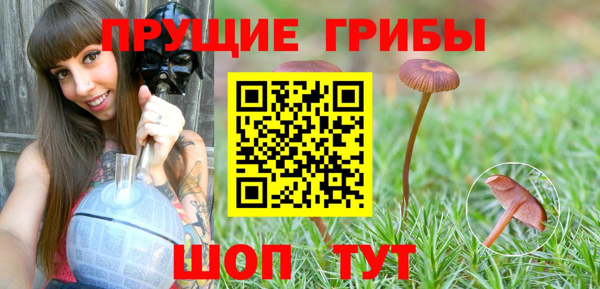 Солнечногорск  Псилоцибиновые грибы Psilocybe  Вход с VPN 