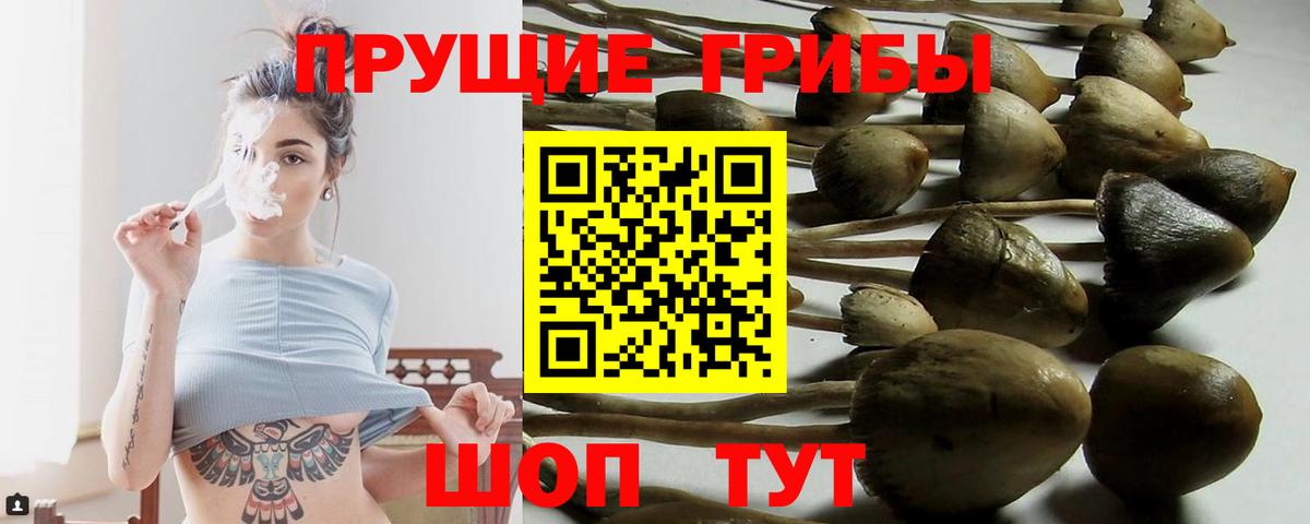 Псилоцибиновые грибы Psilocybe Солнечногорск